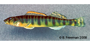 logperch Species Photo