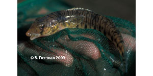 Conasauga logperch Species Photo
