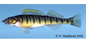Mobile logperch Species Photo