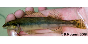 freckled darter Species Photo