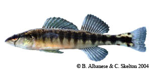 blackbanded darter Species Photo