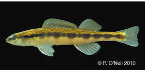 Muscadine darter Species Photo