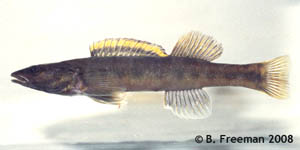 olive darter Species Photo