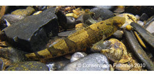 snail darter Species Photo