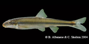 riffle minnow Species Photo