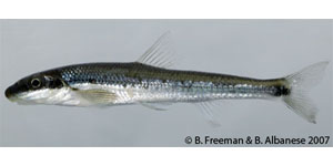 stargazing minnow Species Photo