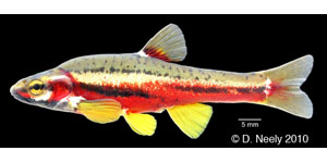 Tennessee dace Species Photo