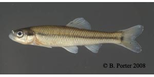bluntnose minnow Species Photo