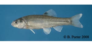 fathead minnow Species Photo
