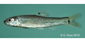 bullhead minnow Species Photo