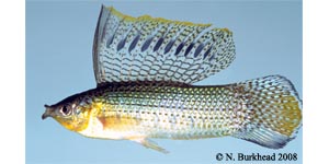 sailfin molly Species Photo