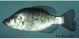 white crappie Species Photo