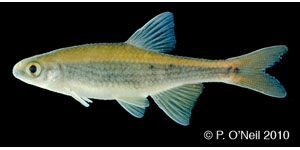 broadstripe shiner Species Photo