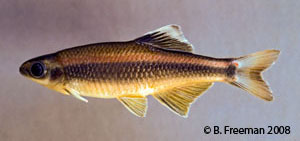 lowland shiner Species Photo