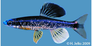 bluenose shiner Species Photo