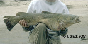 flathead catfish Species Photo