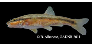 western blacknose dace Species Photo