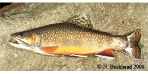 brook trout Species Photo
