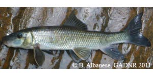 greater jumprock Species Photo