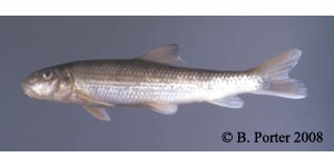 striped jumprock Species Photo