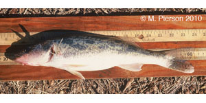 walleye Species Photo