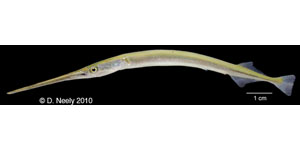 Atlantic needlefish Species Photo